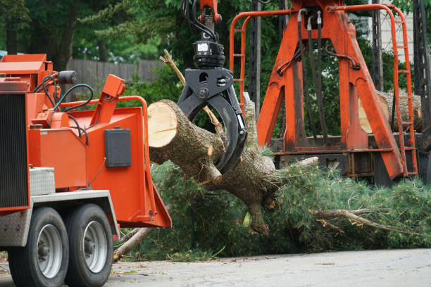 How Our Tree Care Process Works  in  Sherwood, OH