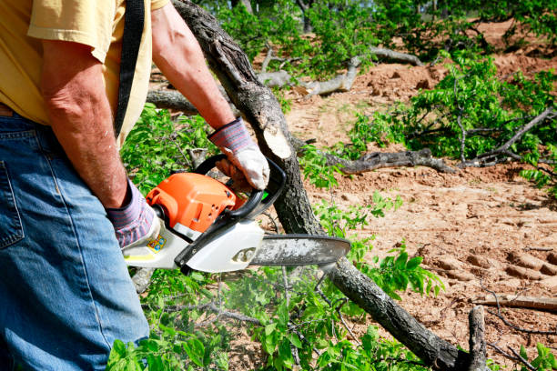 Professional Tree Care Services in Sherwood, OH